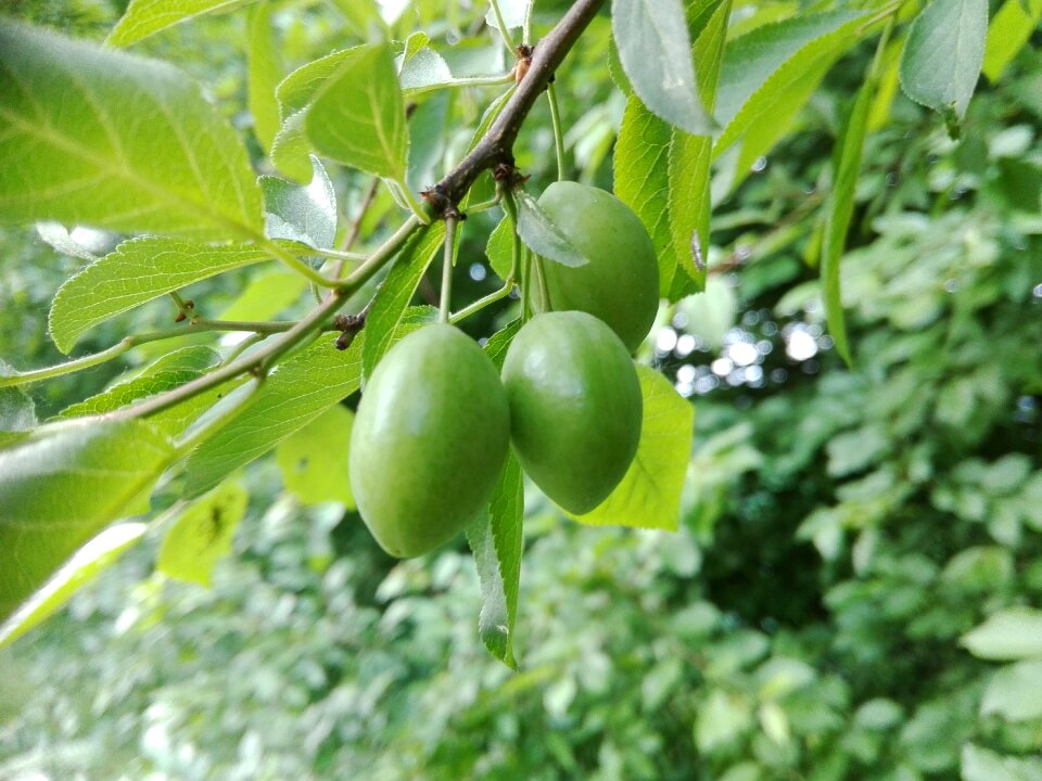 Fruiting tree green orchard