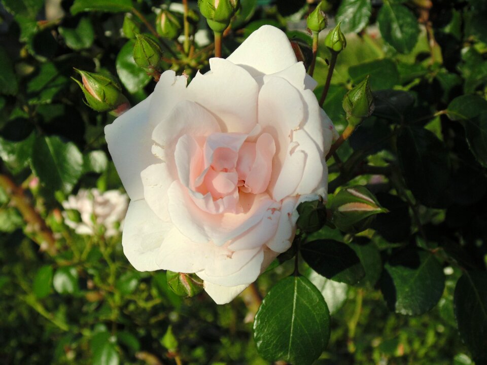 White rose flower