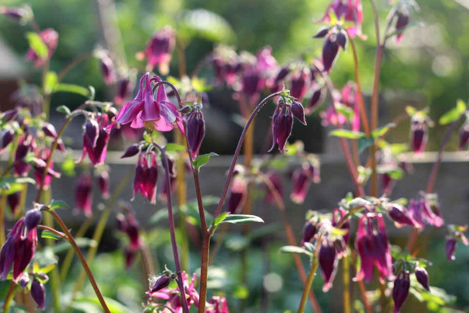 Flower plant bloom