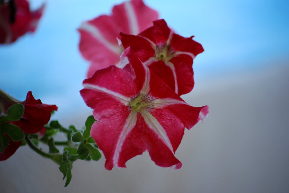 Flower plant blossom
