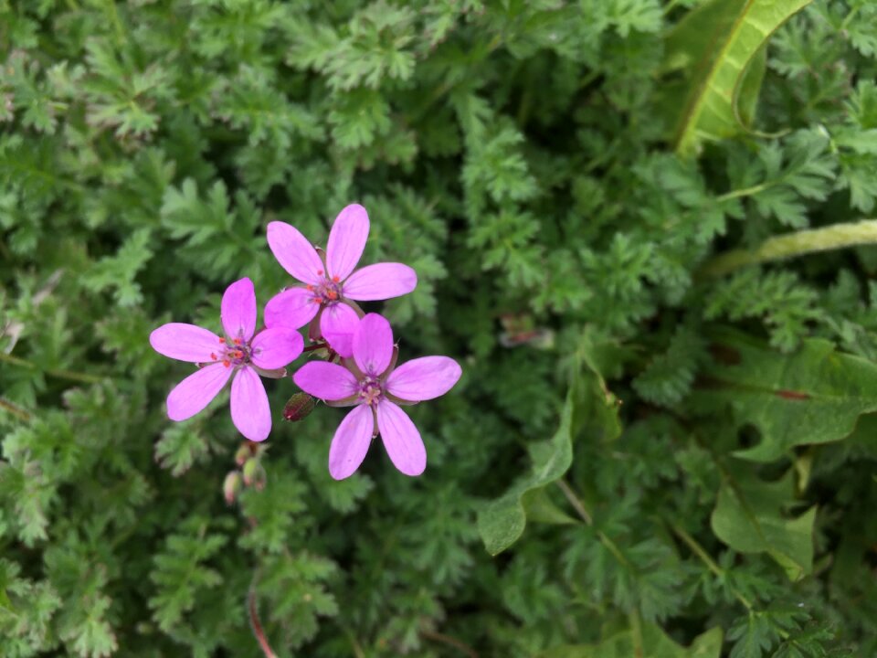 Three plant garden