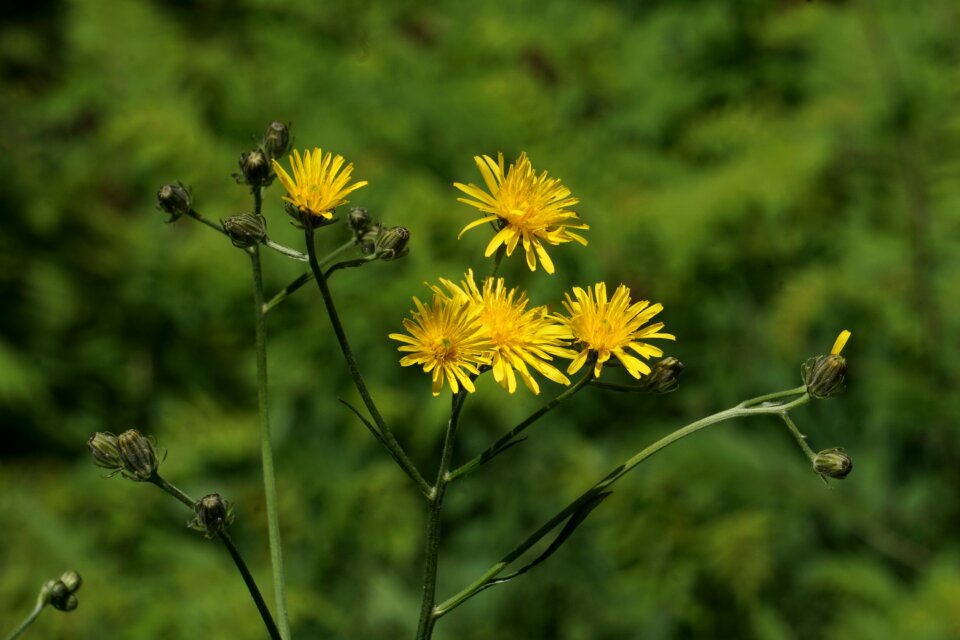 Yellow flowers flowers pointed flower