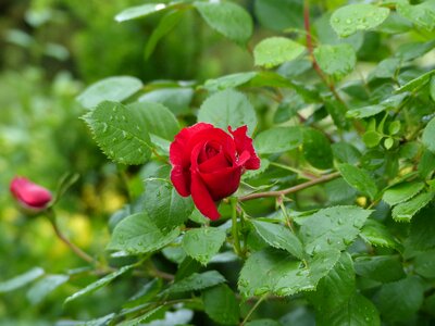 Flower rose blooms red rose