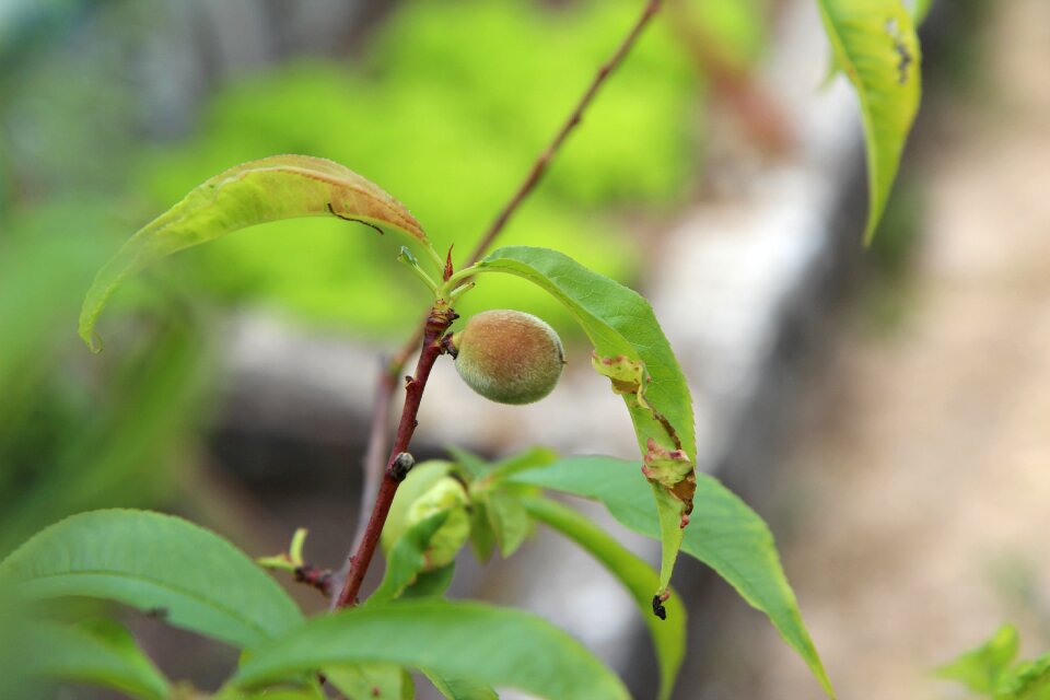 Fish fruit summer fruit tree
