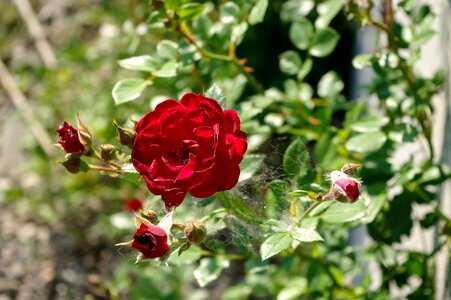 Flower rose red Free photos photo