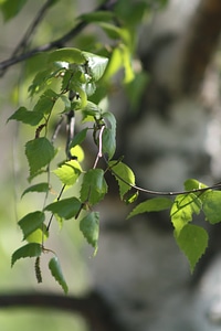 Birch leaves kidney