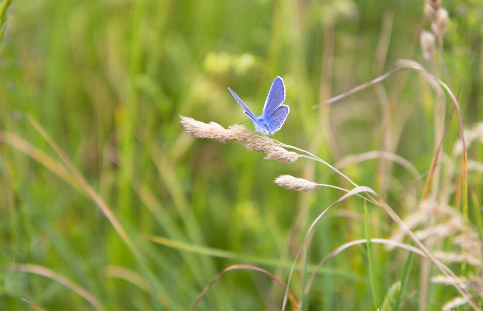 Summer meadow nature
