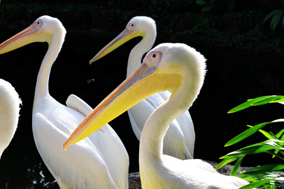 Nature beak pelecanus onocrotalus
