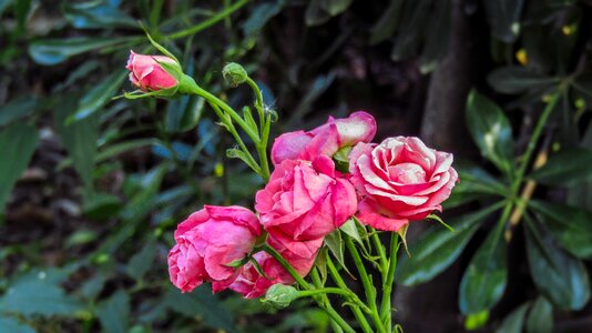 Green pink rosa photo