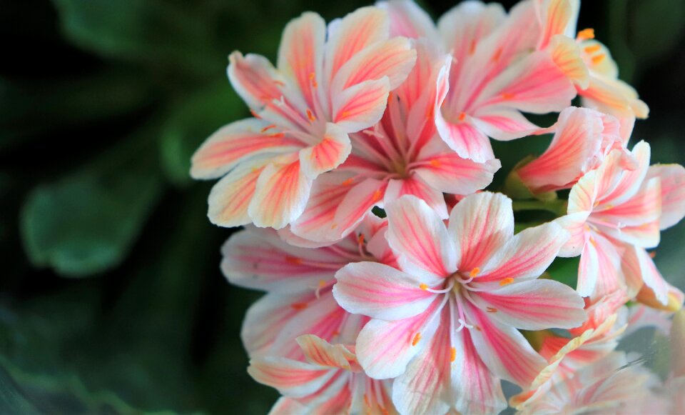 Pistil flowers white