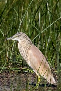 Birding garcilla cangrejera