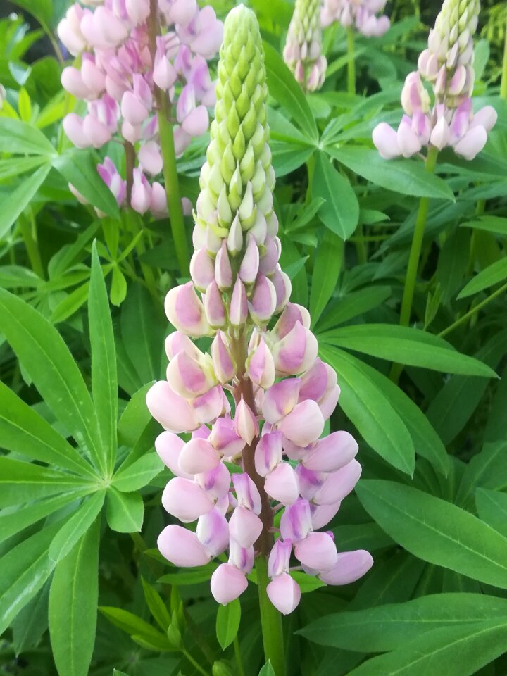 Garden lupine Free photos