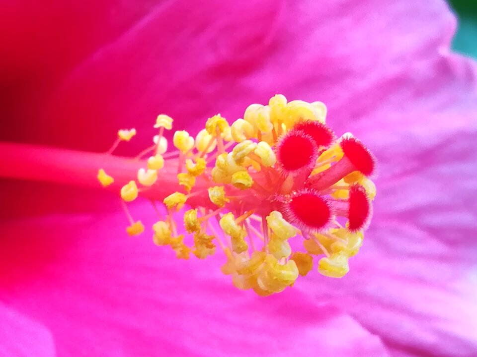 Pollen flowers yellow