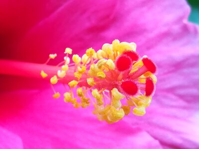 Pollen flowers yellow photo