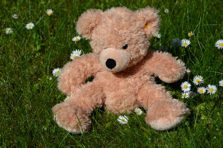 Teddy flower meadow summer