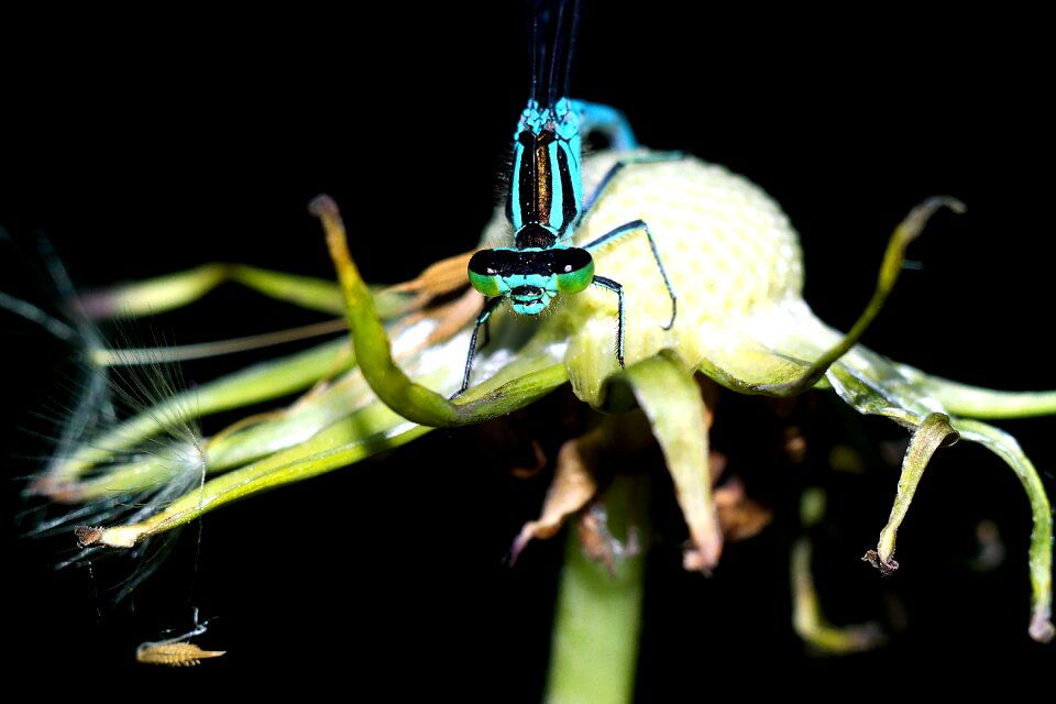 Dragonflies nature closeup