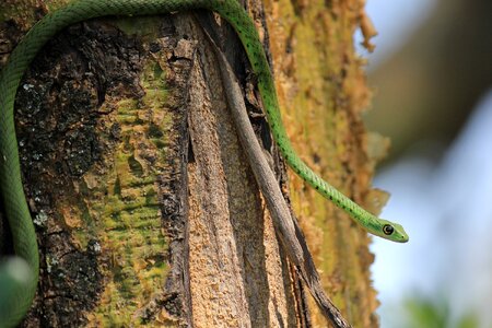 South africa brown snake