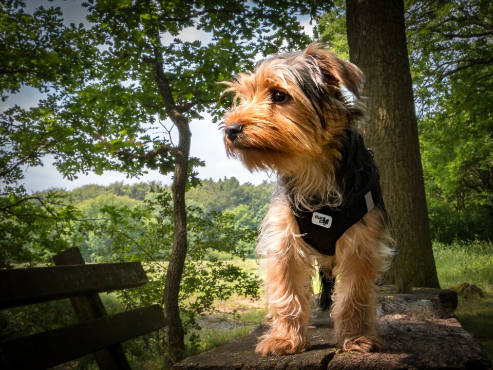 Small dog vigilant dog friend photo