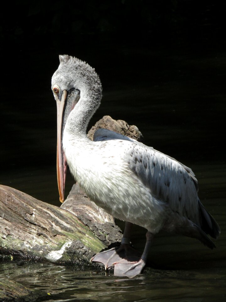 Feather waterfowl water bird