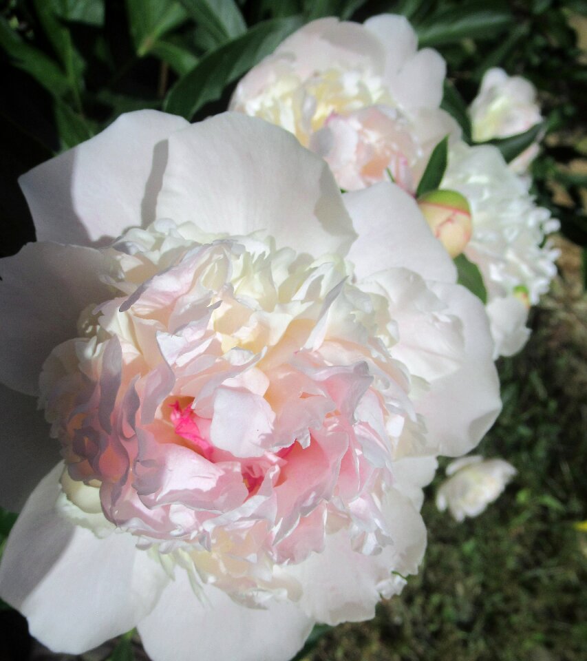 Flower petals garden