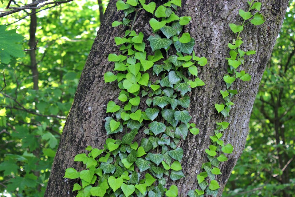Bark leaves nature