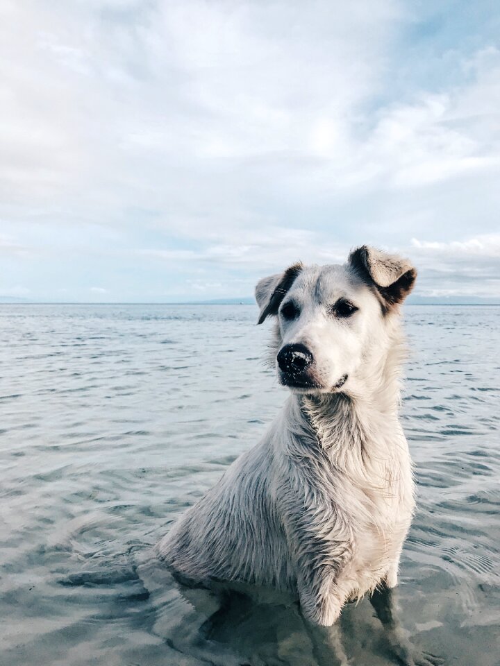 Wet animal puppy