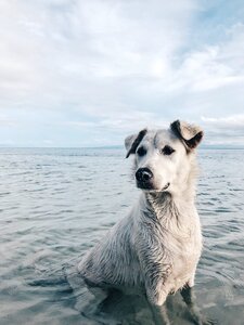Wet animal puppy