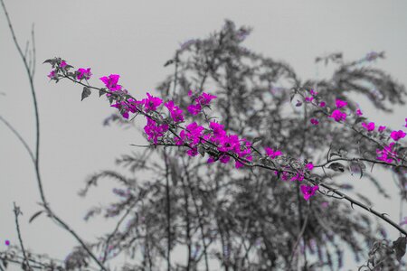 Nature pink