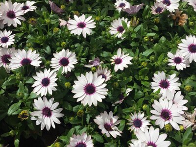 Purple flower nature floral