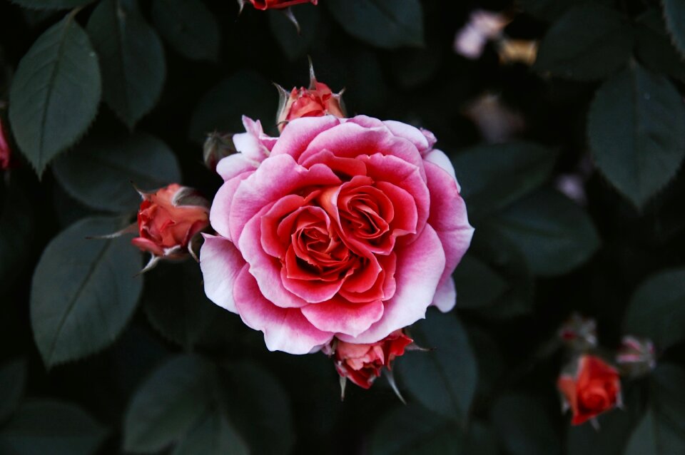 Flower garden petal
