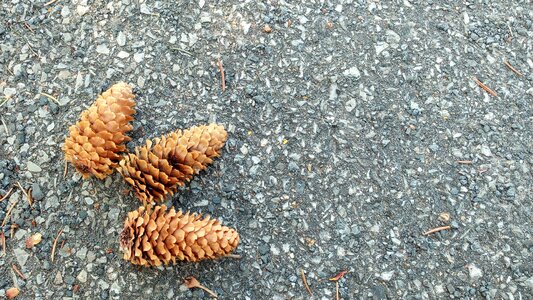 Pine trees nature