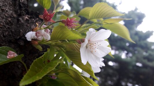 Cherry blossom plants nature photo