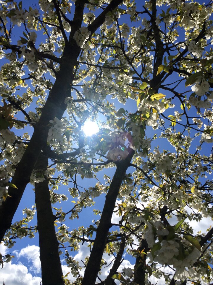 Nature tree sky