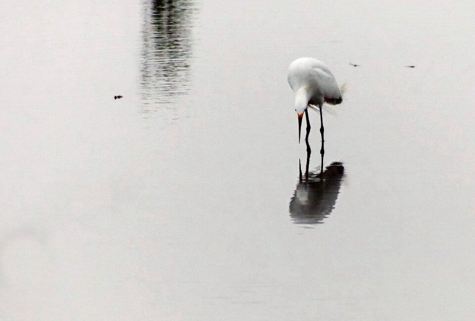 Nature bird white crane photo
