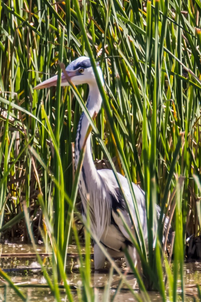 Parque nacional de doñana birding garza real