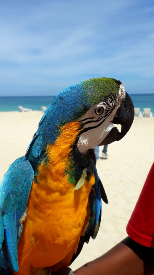 Beach parrot macaw photo