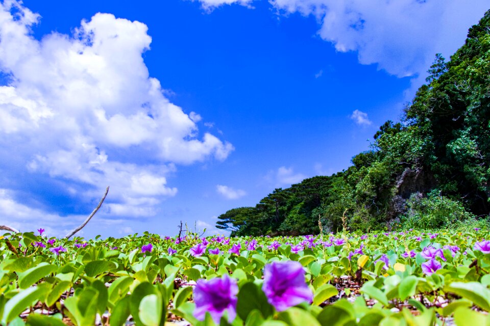 Landscape summer seaside