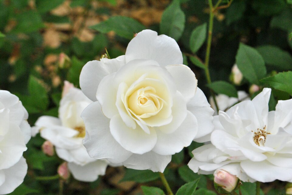 Beautiful flowers nature