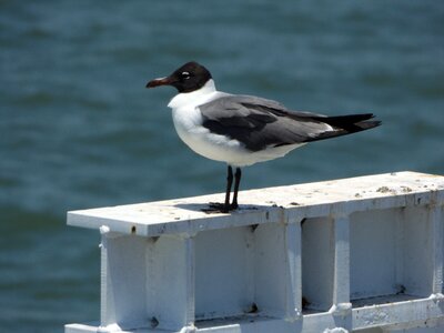 Bird ave sea photo