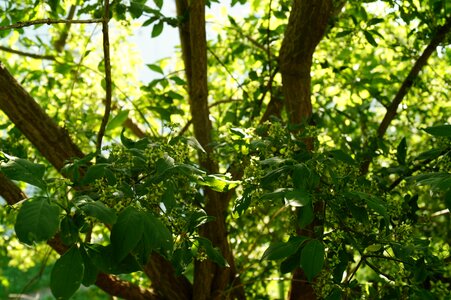 Green sun leaves photo