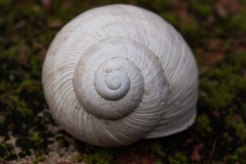 Spiral pomatia shell