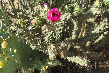 Desert southwest