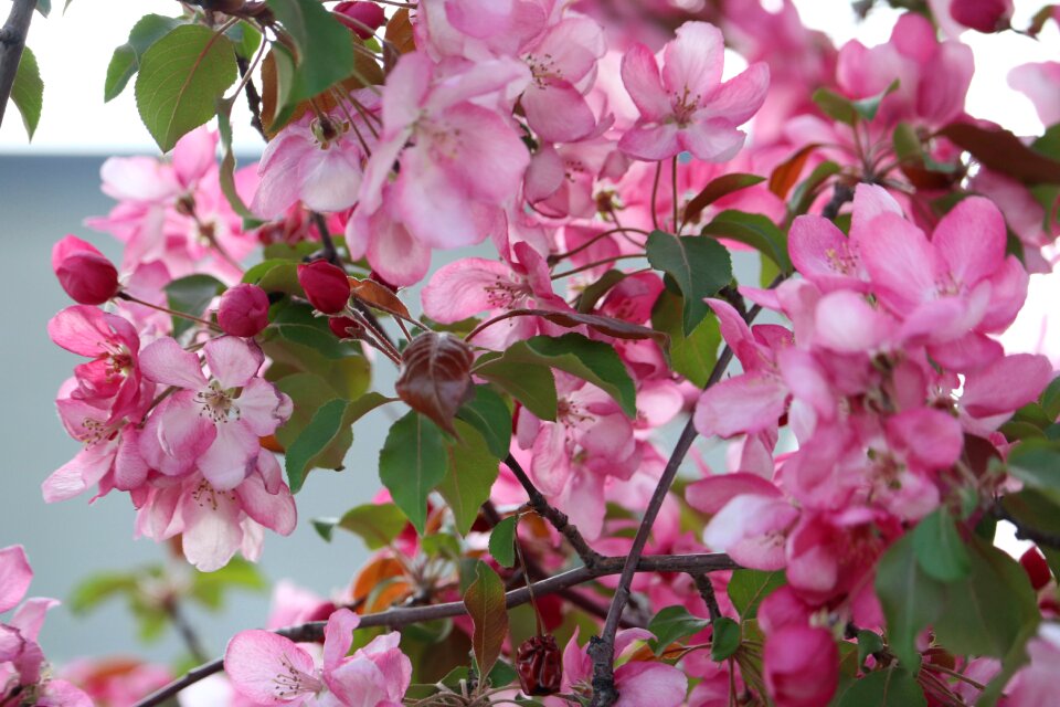 Flowering petals pale pink