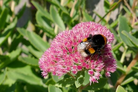 Blossom bloom hummel