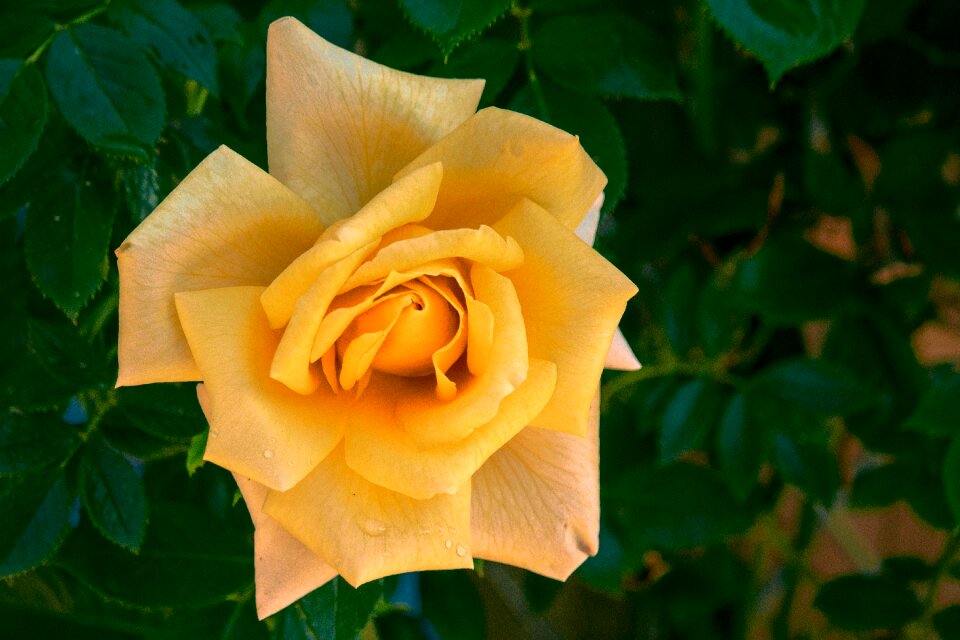 Bloom yellow rose close up
