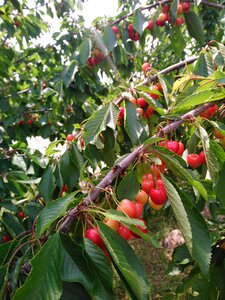Tree garden fresh