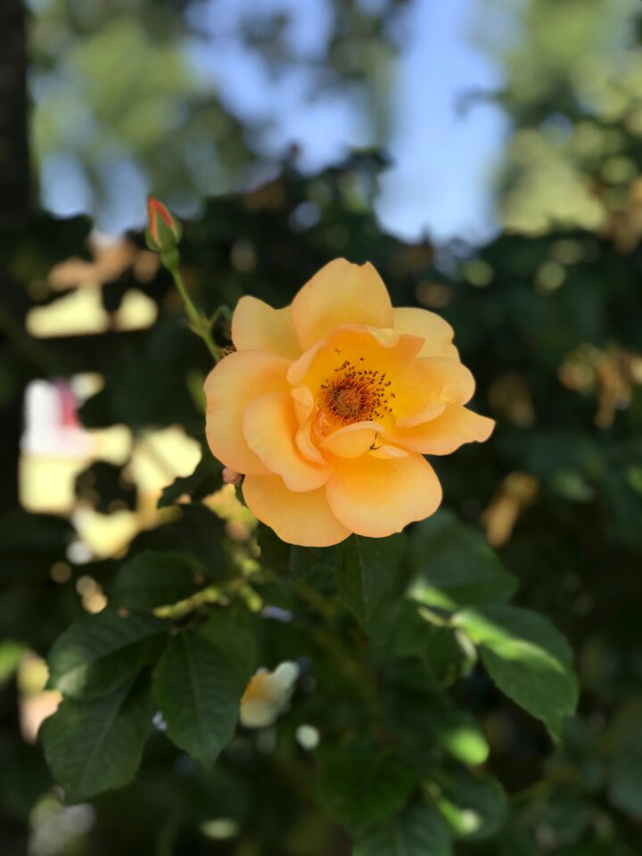 Blossom bloom nature
