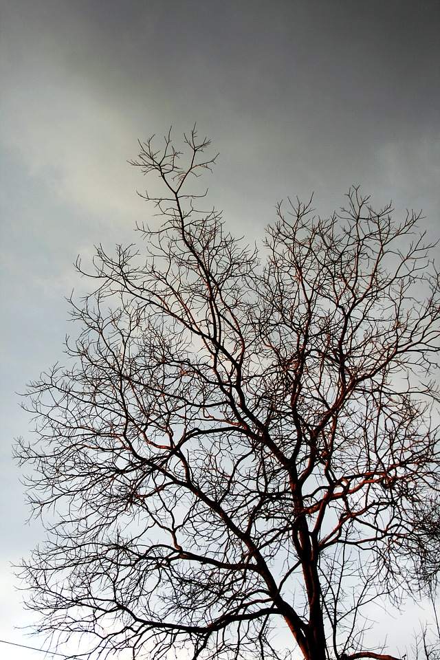 Twigs bare grey