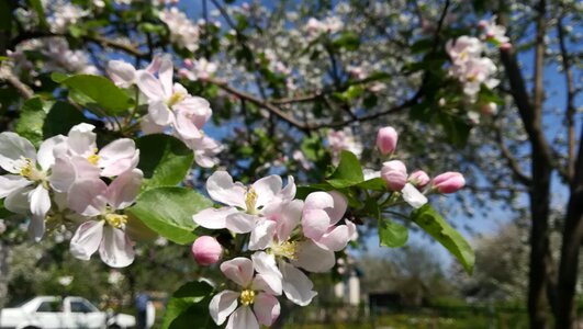 Apple flower bloom blooming apple tree photo