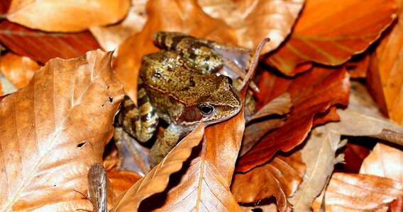 Foliage autumn gold nature photo